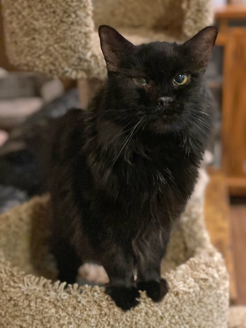 picture of the cat needing adoption