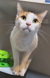 adoptable Cat in Glendale, AZ named Maverick