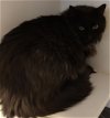 adoptable Cat in glendale, az, AZ named Drogo