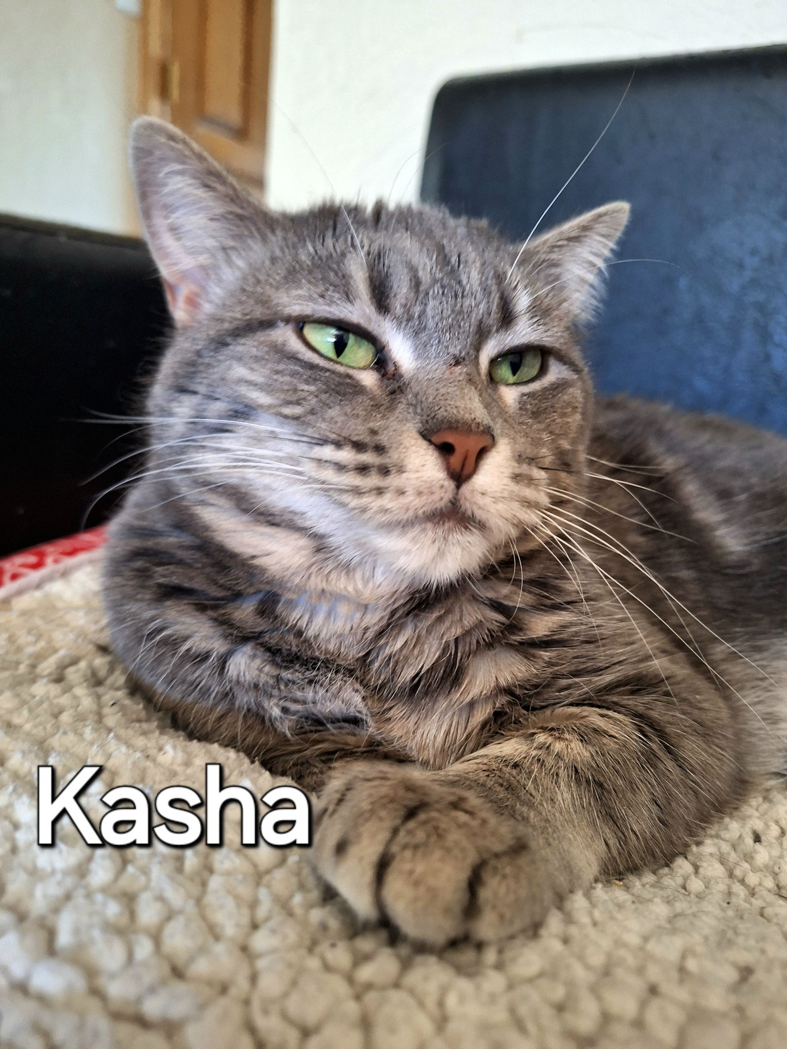 adoptable Cat in Glendale, AZ named Kasha