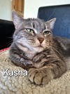 adoptable Cat in Glendale, AZ named Kasha