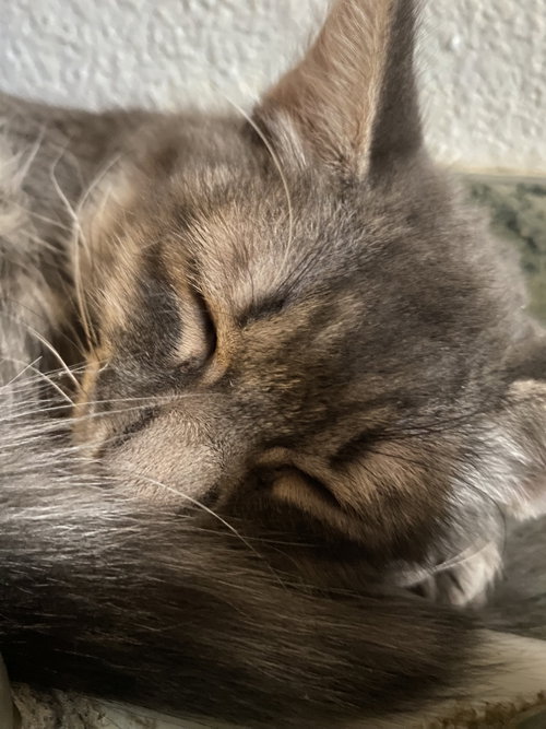 STEAMER - Domestic Long Hair available for adoption