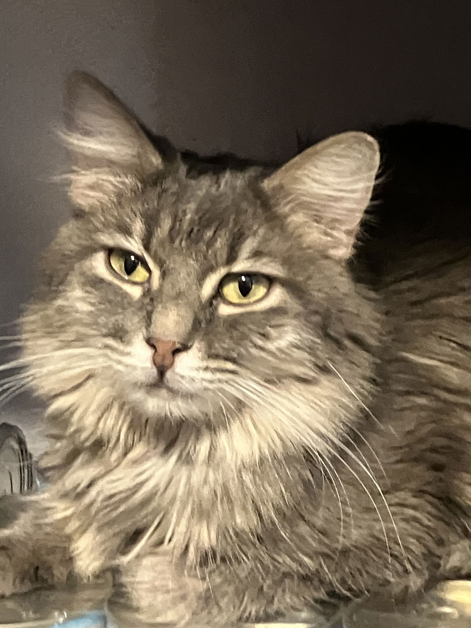 adoptable Cat in Glendale, AZ named Steamer