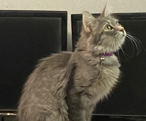 MIMIC - Domestic Long Hair available for adoption