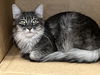 adoptable Cat in Glendale, AZ named Gusty