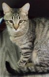 adoptable Cat in glendale, AZ named Scruffy