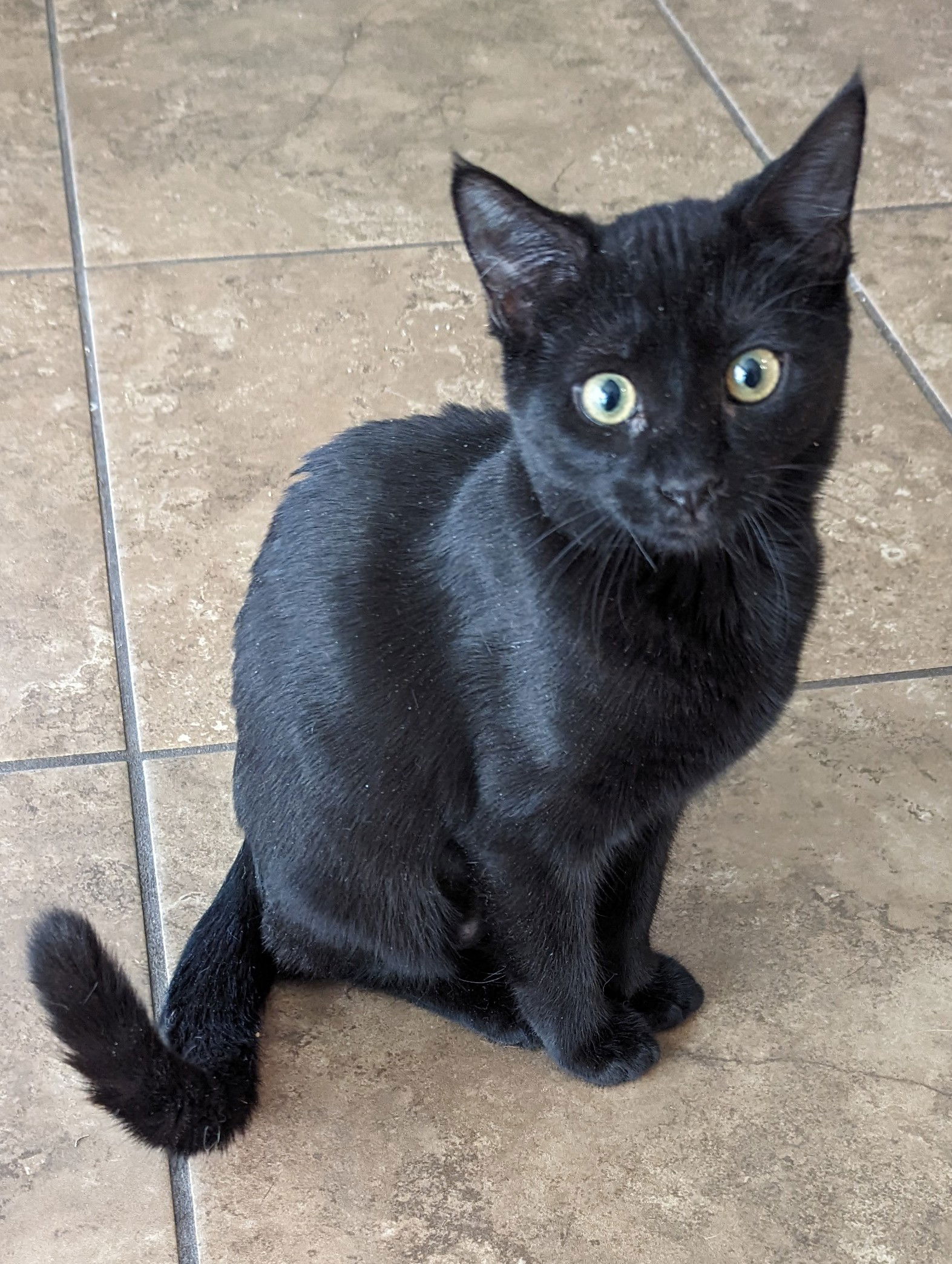 adoptable Cat in Glendale, AZ named Mercedes