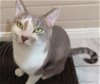 adoptable Cat in glendale, AZ named Cisco
