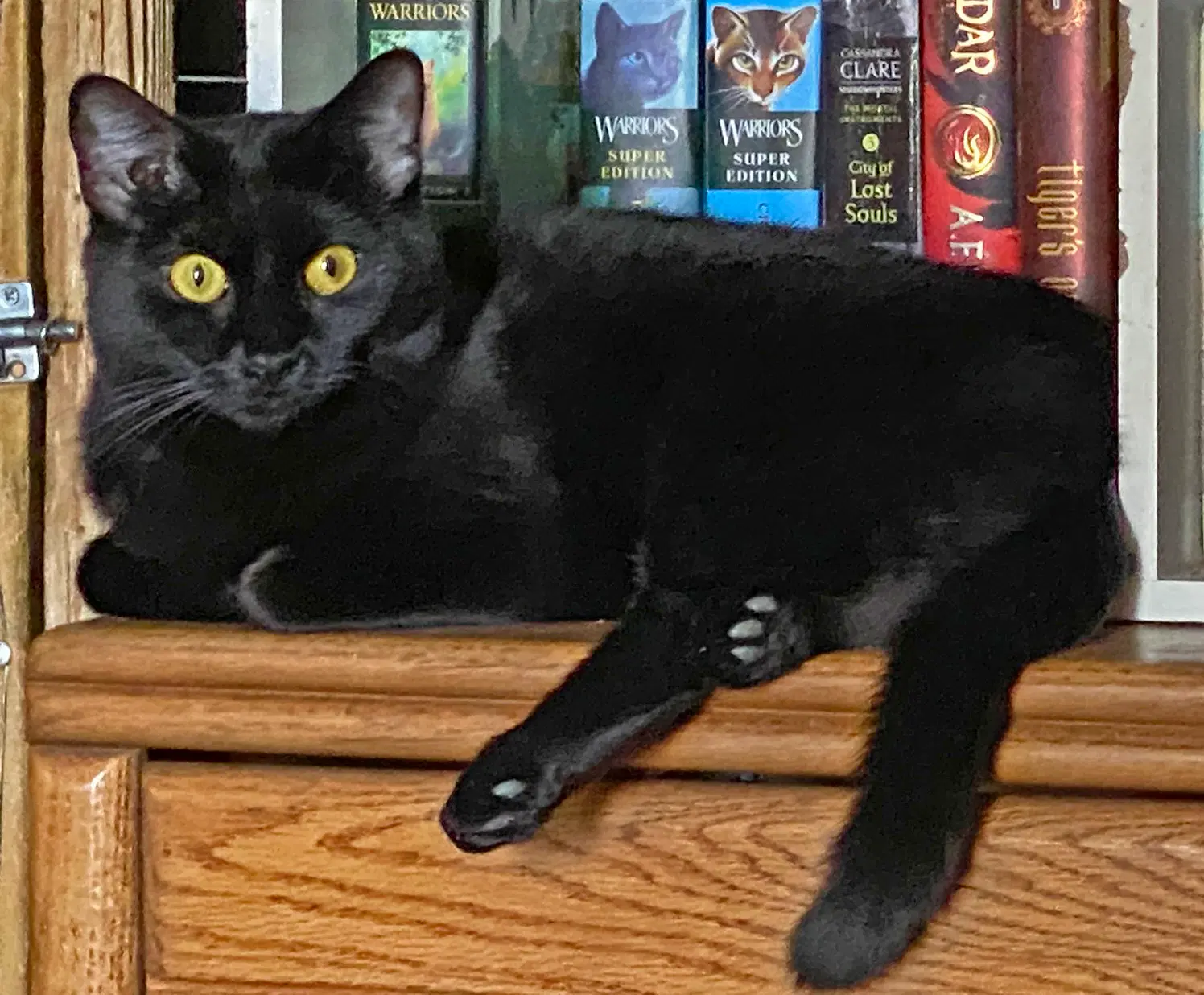 Ghost - Domestic Short Hair