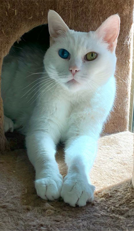 adoptable Cat in Glendale, AZ named Allison