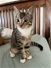 adoptable Cat in glendale, az, AZ named Gretel