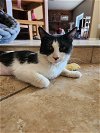 adoptable Cat in , AZ named Glenda