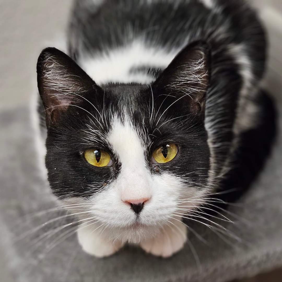 adoptable Cat in Glendale, AZ named Glenda