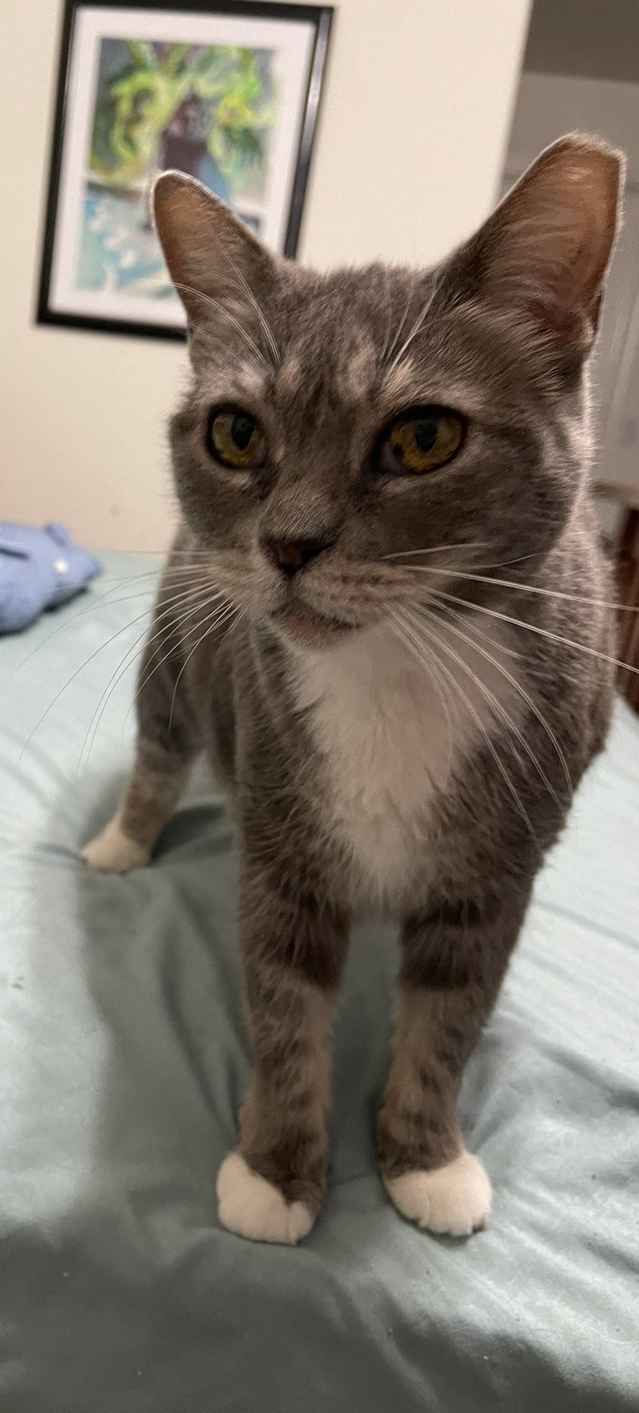 adoptable Cat in Glendale, AZ named Grace Kelly