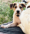 adoptable Dog in glendale, AZ named Homer