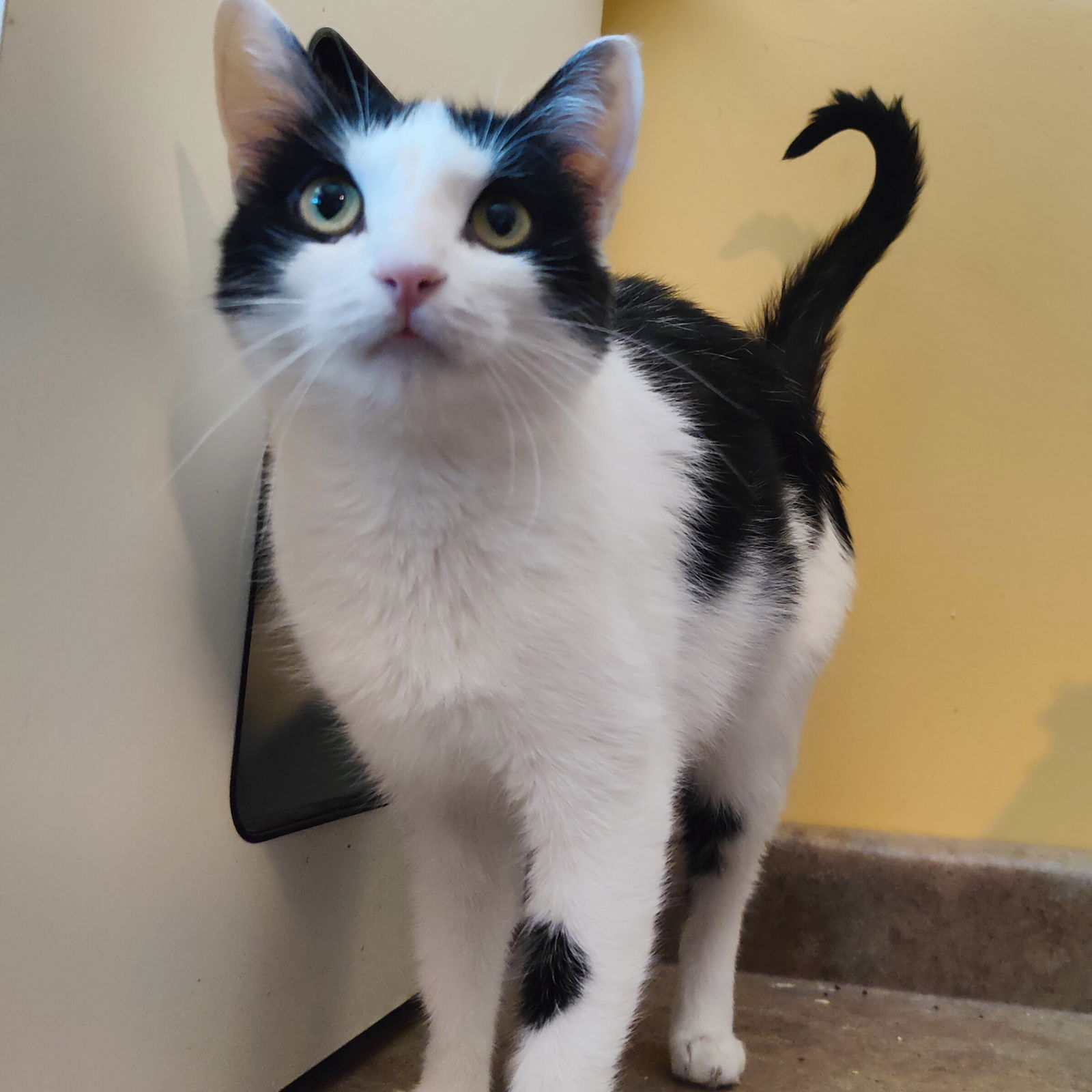 adoptable Cat in Glendale, AZ named Slate