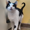 adoptable Cat in Glendale, AZ named Slate