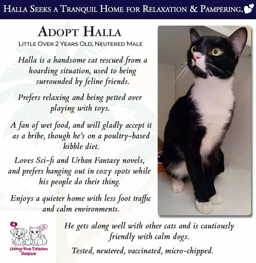 HALLA - Domestic Short Hair available for adoption