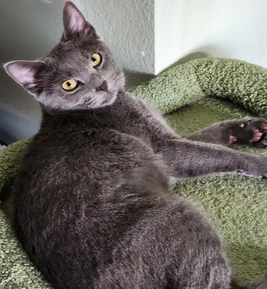 adoptable Cat in Glendale, AZ named Pearl