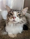 adoptable Cat in Glendale, AZ named Ava