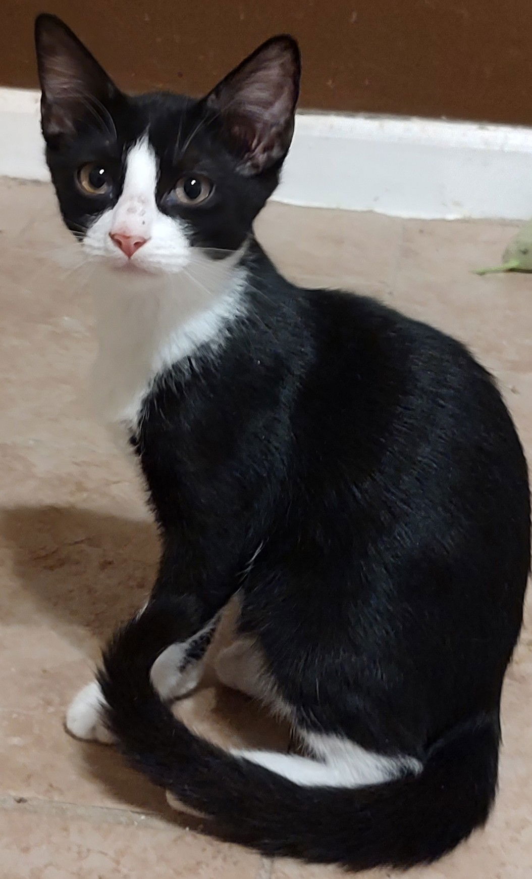 adoptable Cat in Glendale, AZ named Willingham