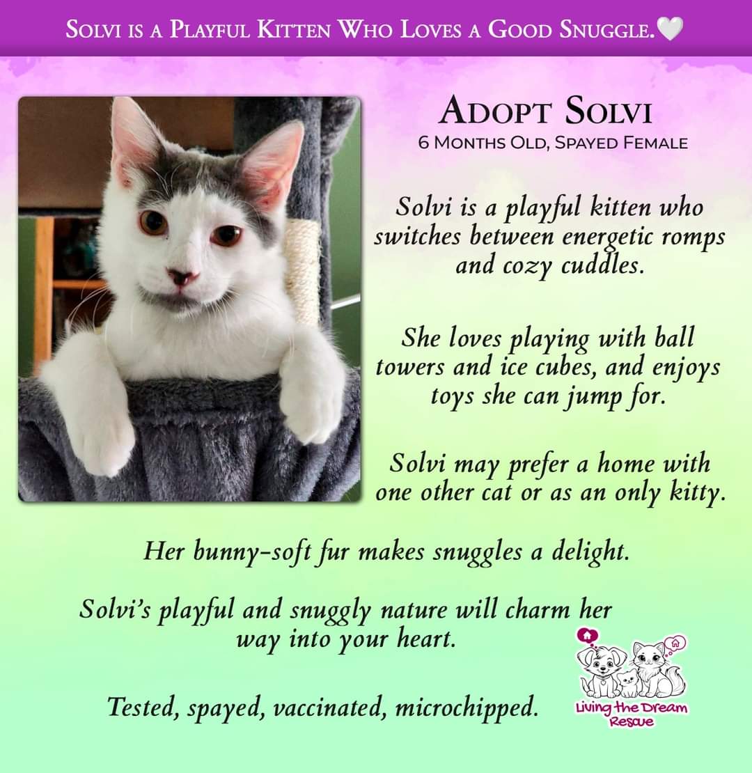 adoptable Cat in Glendale, AZ named Solvi