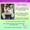 adoptable Cat in Glendale, AZ named Solvi