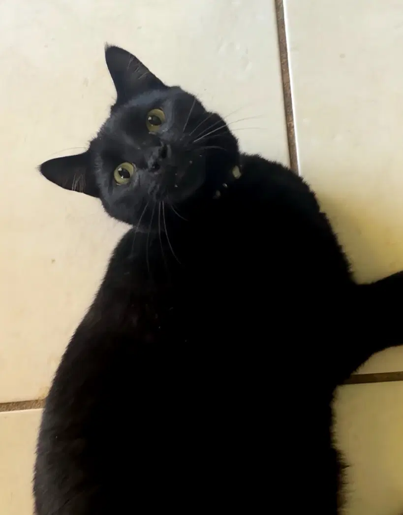 Kayden - Domestic Short Hair
