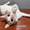 adoptable Cat in Glendale, AZ named Yolanda