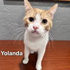 Yolanda - Photo 3