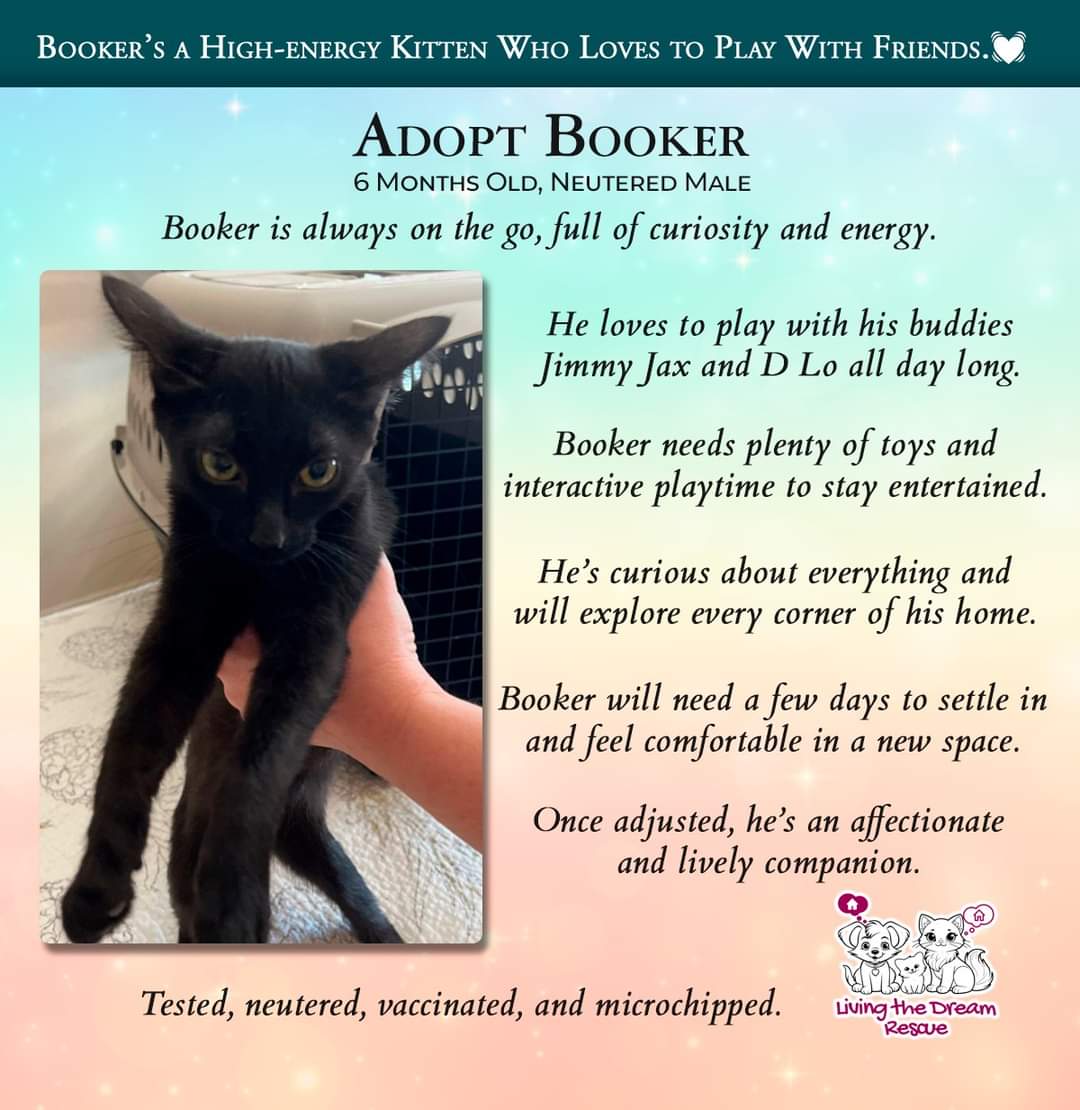 adoptable Cat in Glendale, AZ named Booker