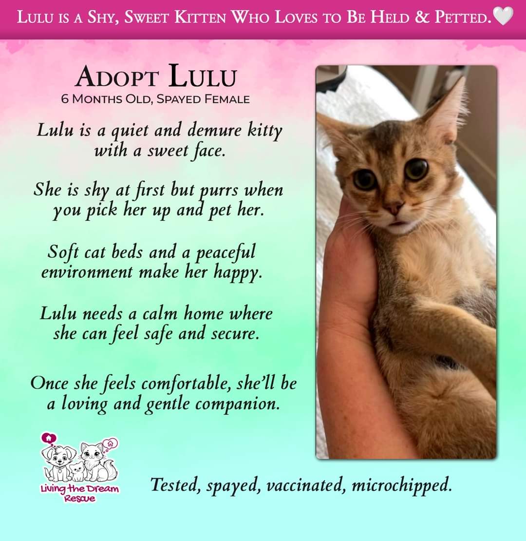 adoptable Cat in Glendale, AZ named Lulu