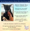 adoptable Cat in Glendale, AZ named Jimmy Jax