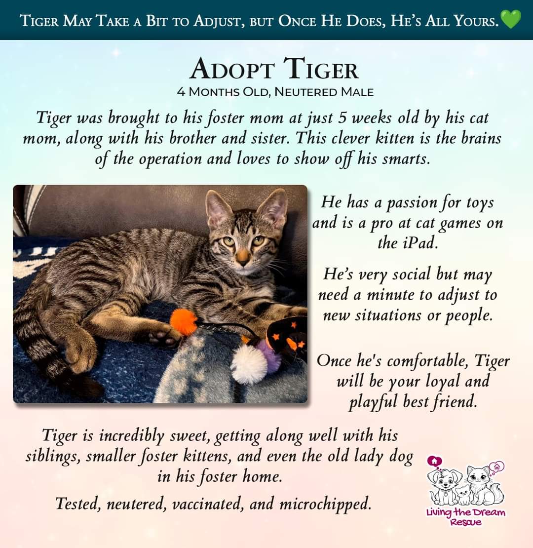 adoptable Cat in Glendale, AZ named Tiger