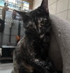adoptable Cat in Glendale, AZ named Brindi