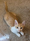 adoptable Cat in Glendale, AZ named Charly