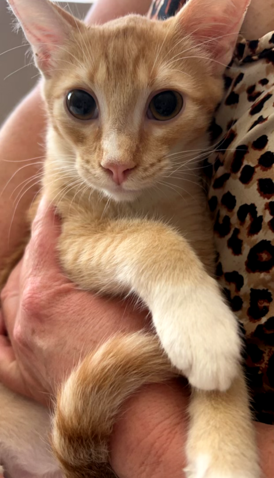 adoptable Cat in Glendale, AZ named Rena