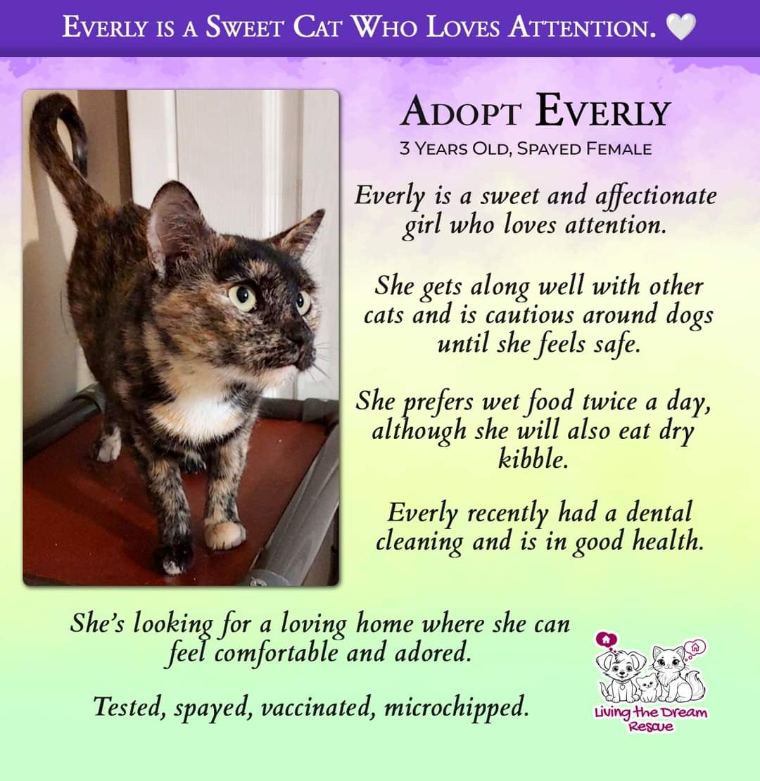 adoptable Cat in Glendale, AZ named Everly