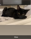 adoptable Cat in Glendale, AZ named Maia