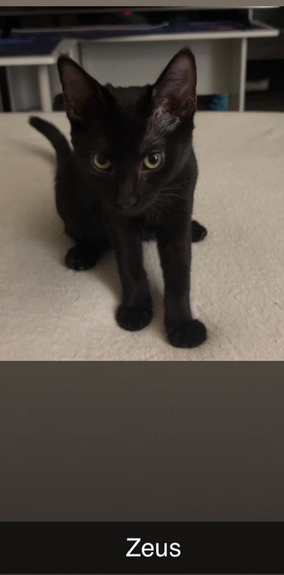 adoptable Cat in Glendale, AZ named Zeus