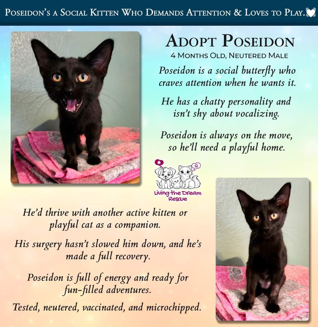 adoptable Cat in Glendale, AZ named Poseidon