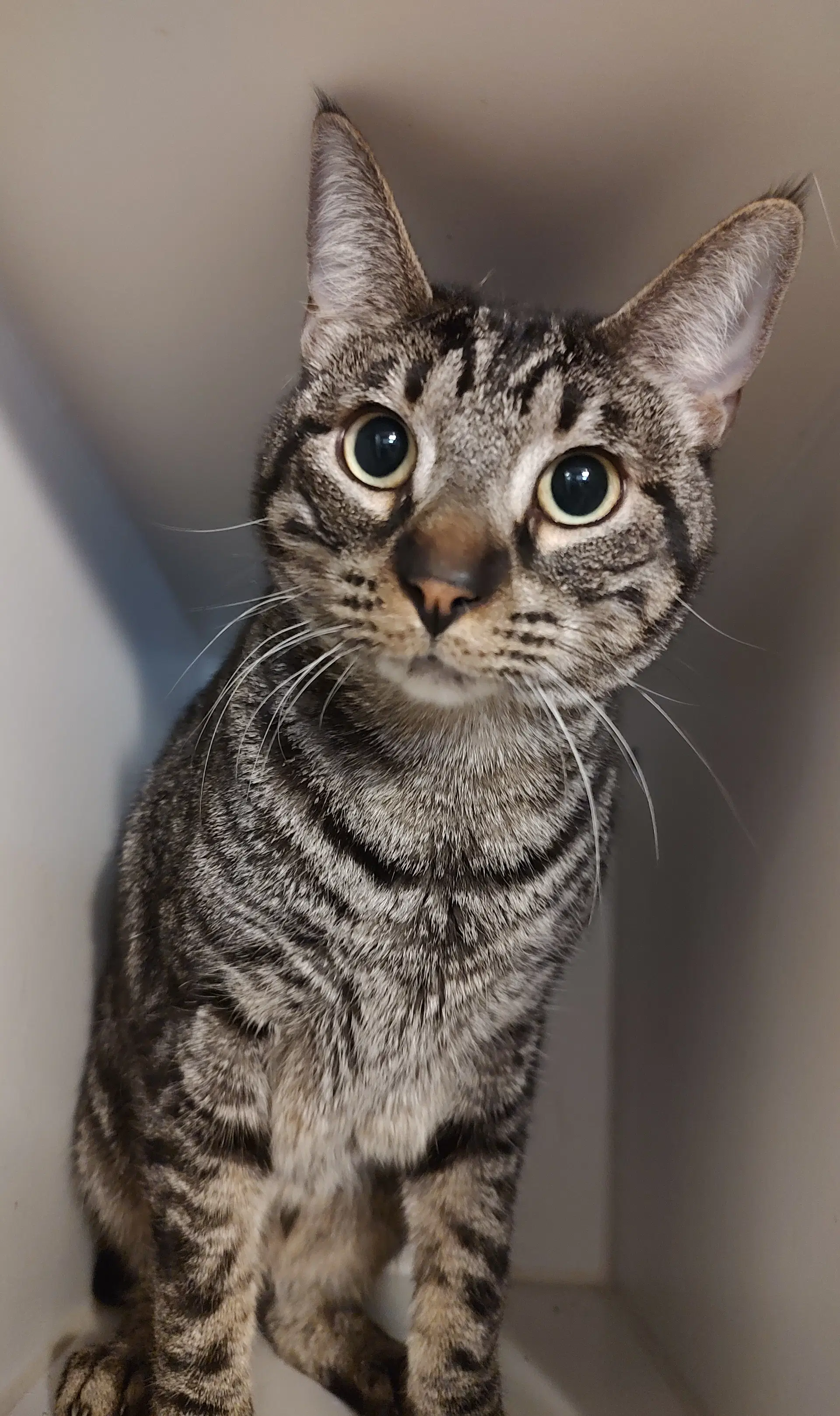 Freckles image 1