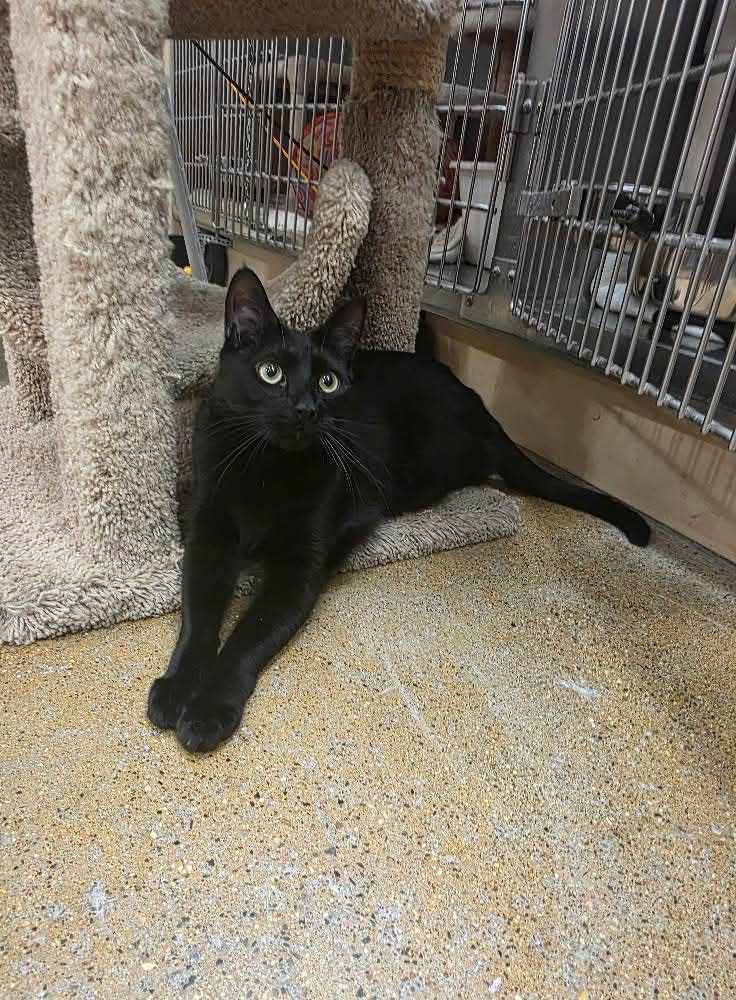 adoptable Cat in Glendale, AZ named Austin