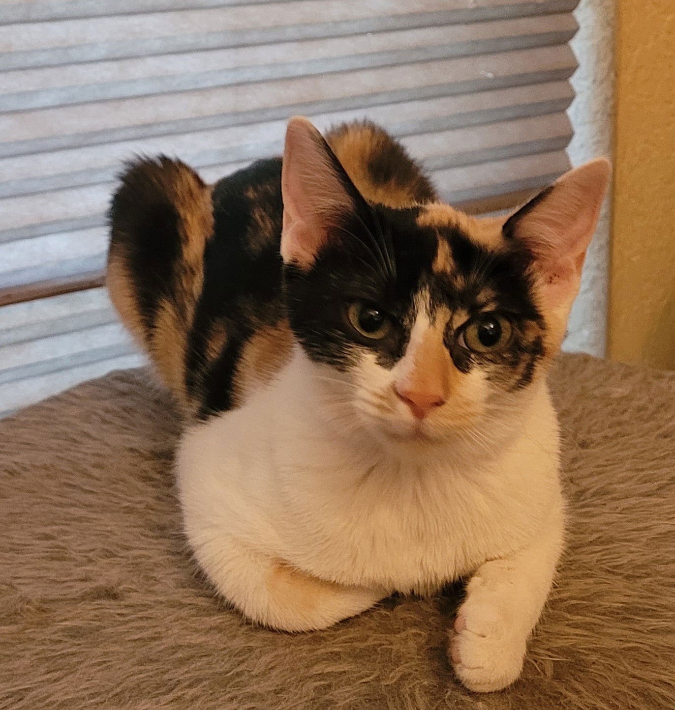 adoptable Cat in Glendale, AZ named Abigail aka Abby