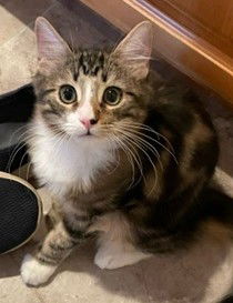 adoptable Cat in Glendale, AZ named Tucker