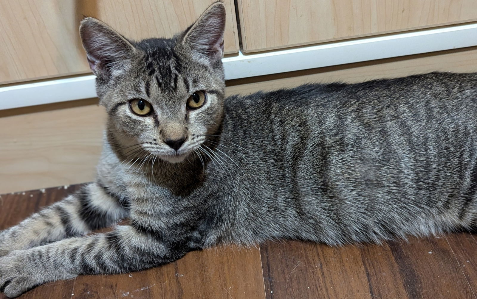 adoptable Cat in Glendale, AZ named Logan