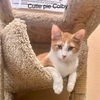 adoptable Cat in Glendale, AZ named Colby