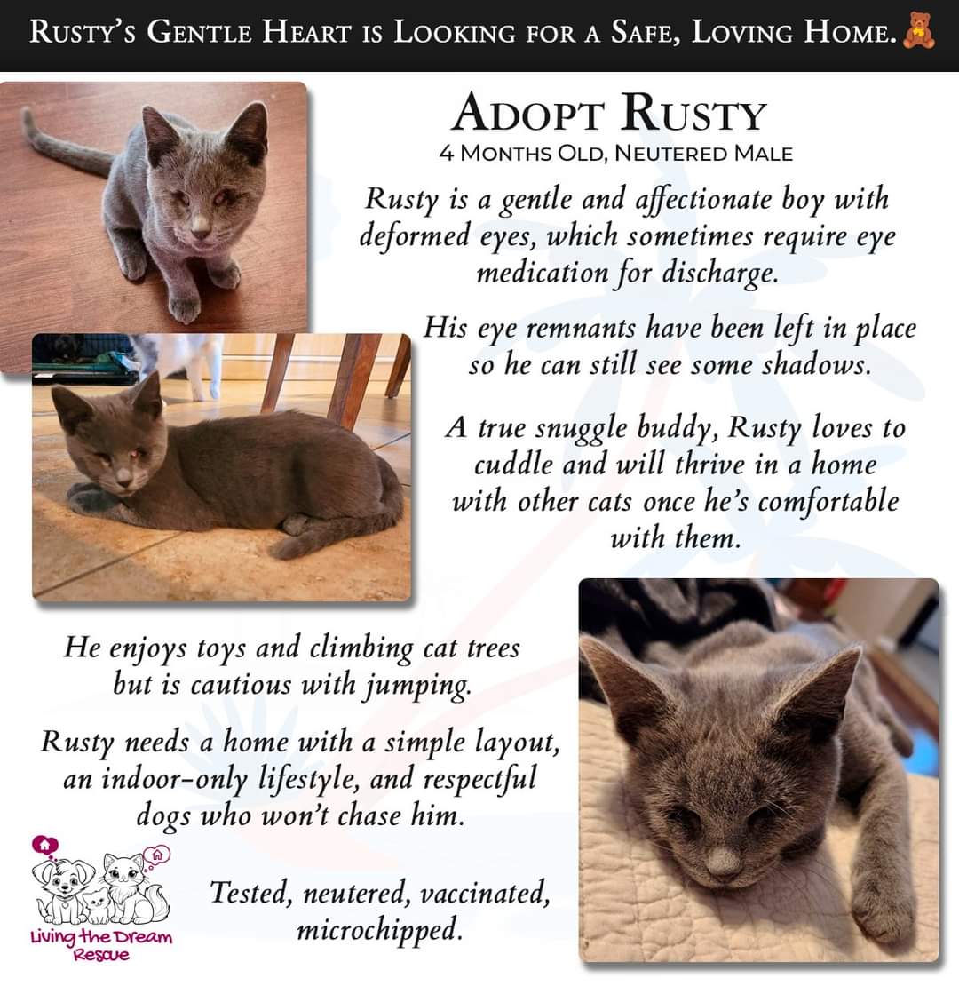 adoptable Cat in Glendale, AZ named Rusty