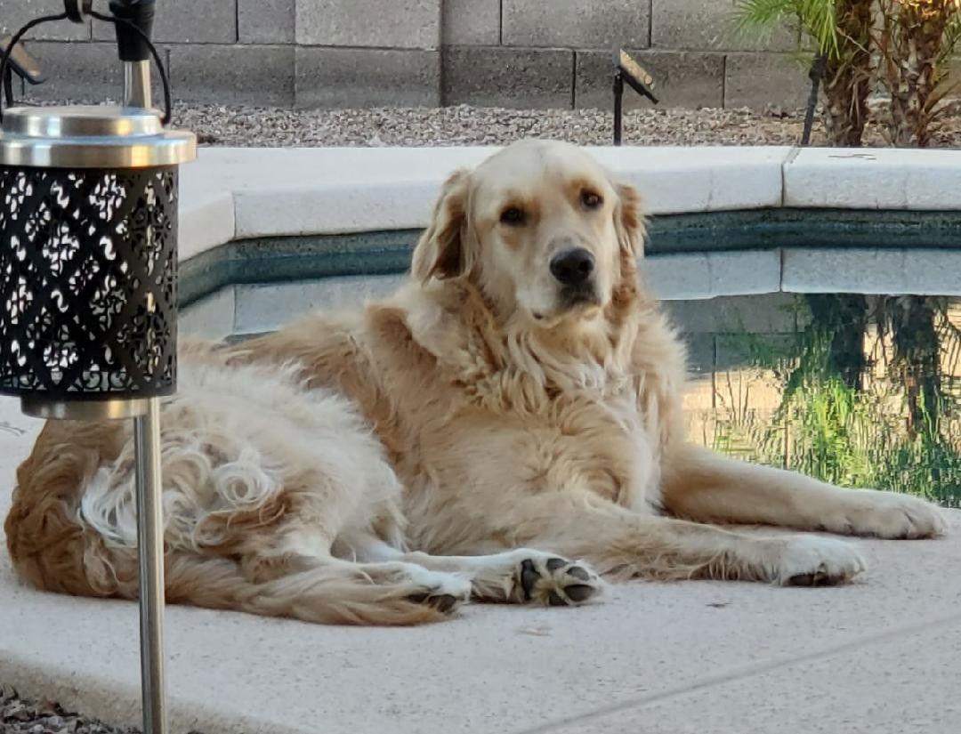 adoptable Dog in Glendale, AZ named Toby