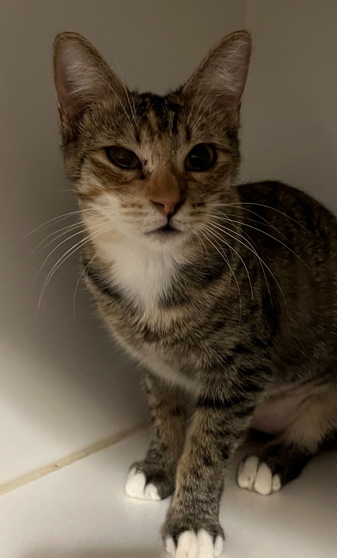 adoptable Cat in Glendale, AZ named Stella Rose